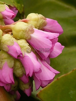 白菜,bergenia,十