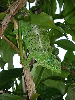 蜥蜴,夏威夷,爬行動(dòng)物