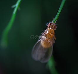 昆蟲,飛,干