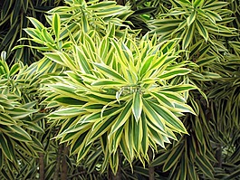 布什,植物,brasileirinho