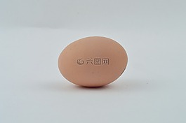 雞蛋,雞,食品