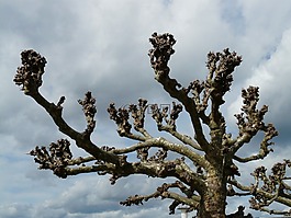 飛機(jī),樹,天空