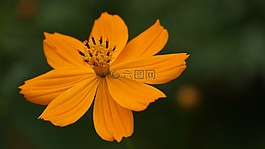 花,黃色的花,顏色