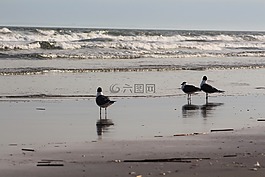水,鳥,海