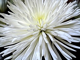 菊花,蜘蛛妈妈,花