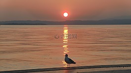 日落,加爾達(dá),鷗