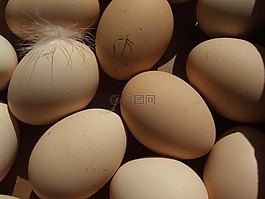 雞蛋,生物,場
