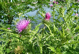 贴边蓟,植物,花