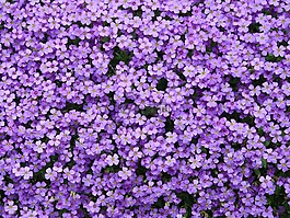 蓝色的枕头,aubrieta,aubrietien