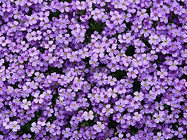 蓝色的枕头,aubrieta,aubrietien
