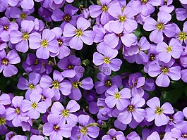 蓝色的枕头,aubrieta,aubrietien