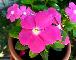 花,性質,羅莎