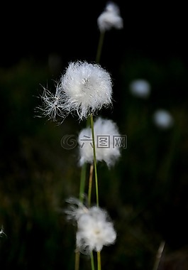 孚日,棉花草,沼澤