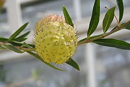 balloonplant,天鵝廠,氣球廠
