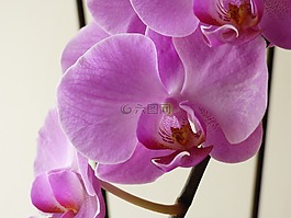 蘭花,花,粉紅色