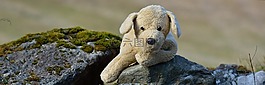 毛絨動物,毛絨狗,狗