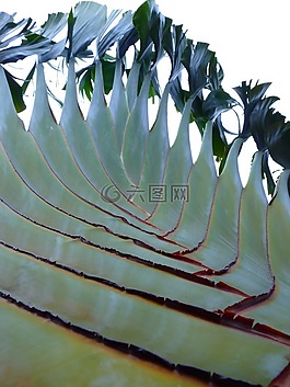 棕櫚,扇形棕櫚,廠