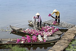百合,海鮮,顏色