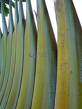 棕櫚,扇形棕櫚,廠