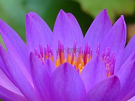 睡蓮,開(kāi)花,花