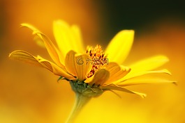 花,野生花卉,廠