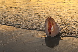 海灘,扇形,動物