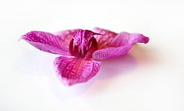 蘭花,粉色,花卉