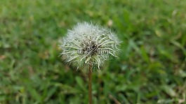 性質(zhì),蒲公英,夏天