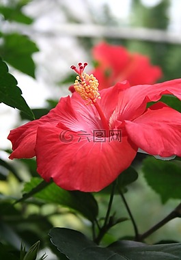 槿,紅芙蓉,紅色的花