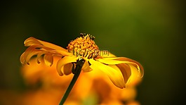 花,野生花卉,性質(zhì)