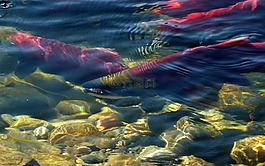 sockeye 三文魚,亞當斯河,產(chǎn)卵