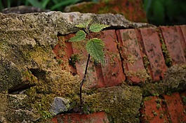 蕁麻,磚,植物