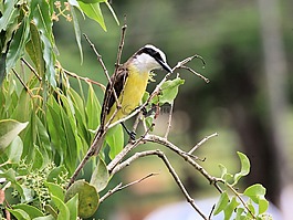 大 kiskadee,鳥,動(dòng)物