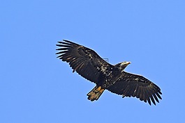 魚鷹,鳥,飛