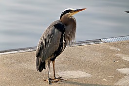 藍(lán)鷺,水鳥(niǎo),鳥(niǎo)