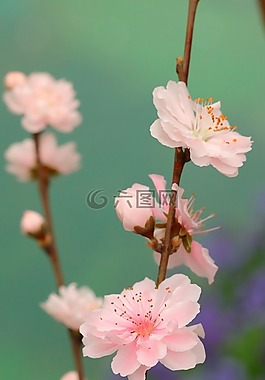 花,植物區(qū)系,自然