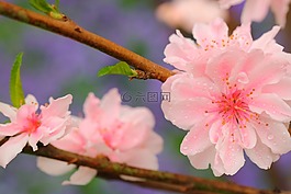 花,自然,植物區(qū)系
