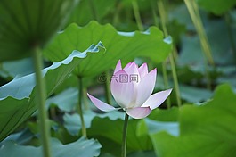 花,蓮,花卉