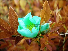 玫瑰,開花,草地