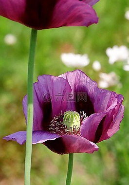 花,廠,性質(zhì)