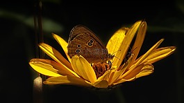 蝴蝶,花,昆蟲