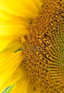 太陽花,夏季,春天