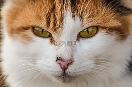 可愛,貓,動物