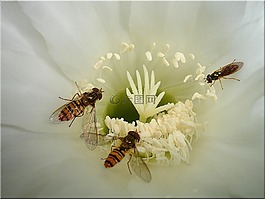 仙人掌花,hoverfly,開花白色