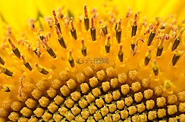 太陽花,夏季,黃色