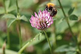 熊蜂,昆虫,花