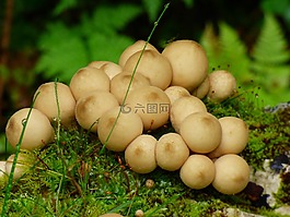 真菌,森林,蘑菇