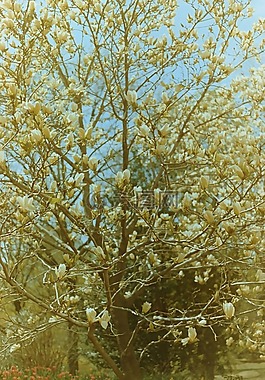 樹(shù),花,春