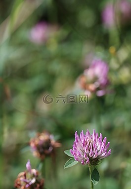 花,夏天,自然