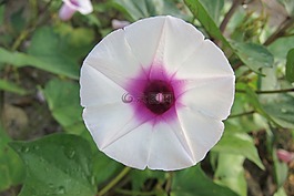 牵牛花,花,紫色